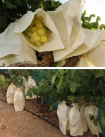 BOLSA PARA UVAS (100 UDS.)