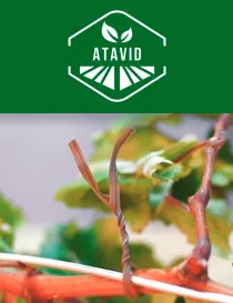 CAJA CINTA ATADORA ATAVID (BOBINA DE 90 MTRS.) (60uds.)