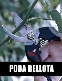 BELLOTA