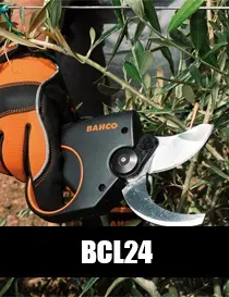 BCL24